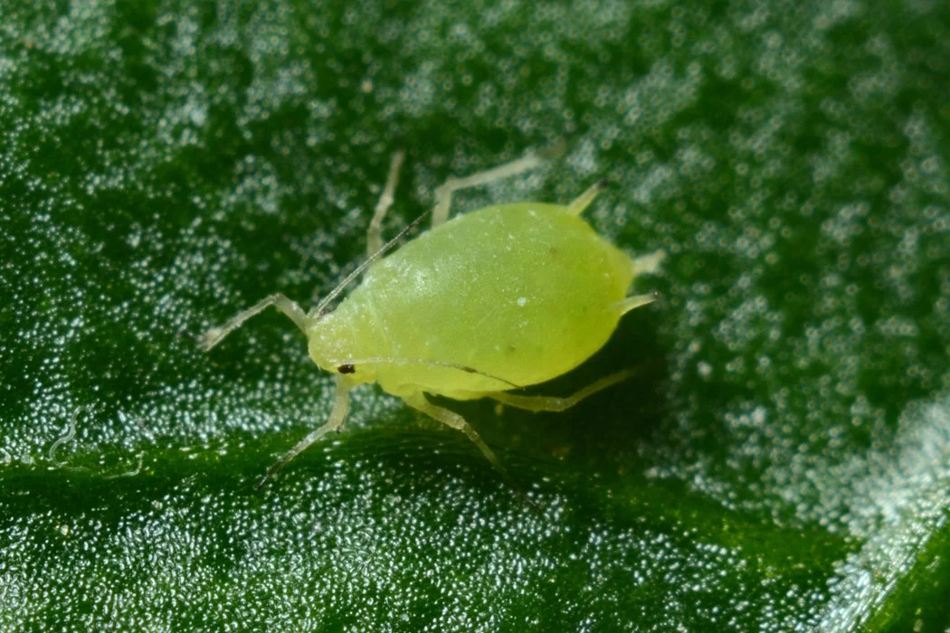 Here Is How You Can Treat Parasites