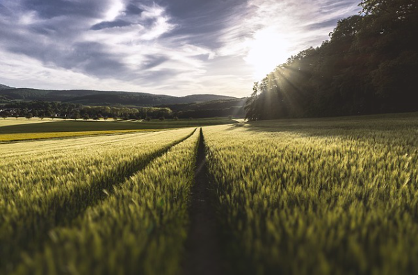 3 Effective Cost-Cutting Tips For Farming Businesses