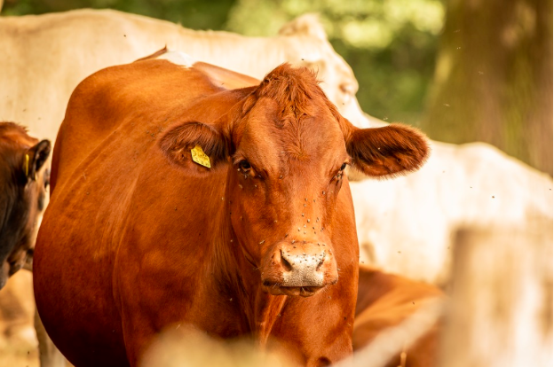 4 Ways For Farming Businesses To Save Money On Livestock Feed