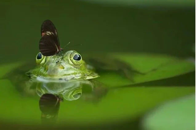 Build A Garden Pond And Encounter These Creatures