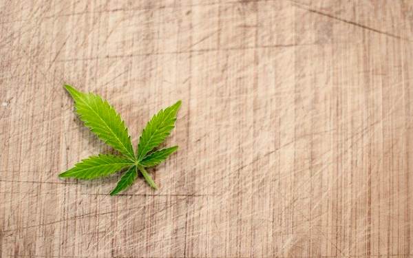 Thinking of Growing Cannabis? What You Need To Know