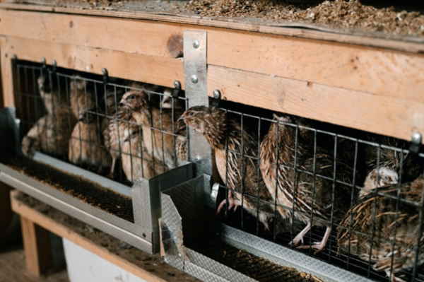 Making A Bigger Profit As A Small Farming Business
