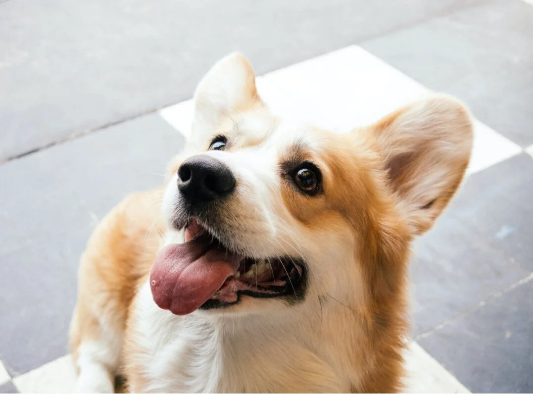 7 IMPORTANT THINGS TO LEARN ABOUT CORGIS