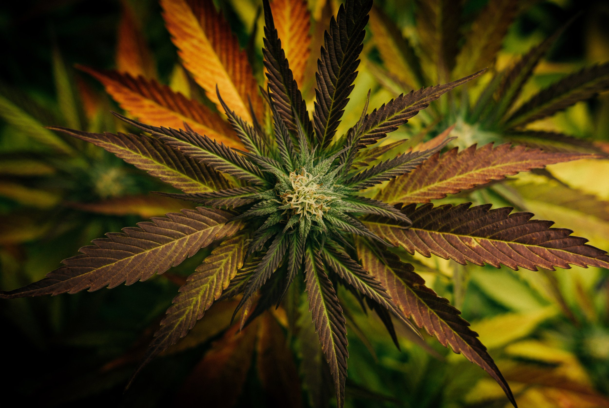 5 Ancillary Business That Support Cannabis Trade