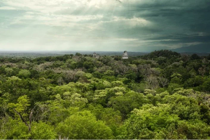 The Job Of Protecting The World's Woodland Is Going High-Tech