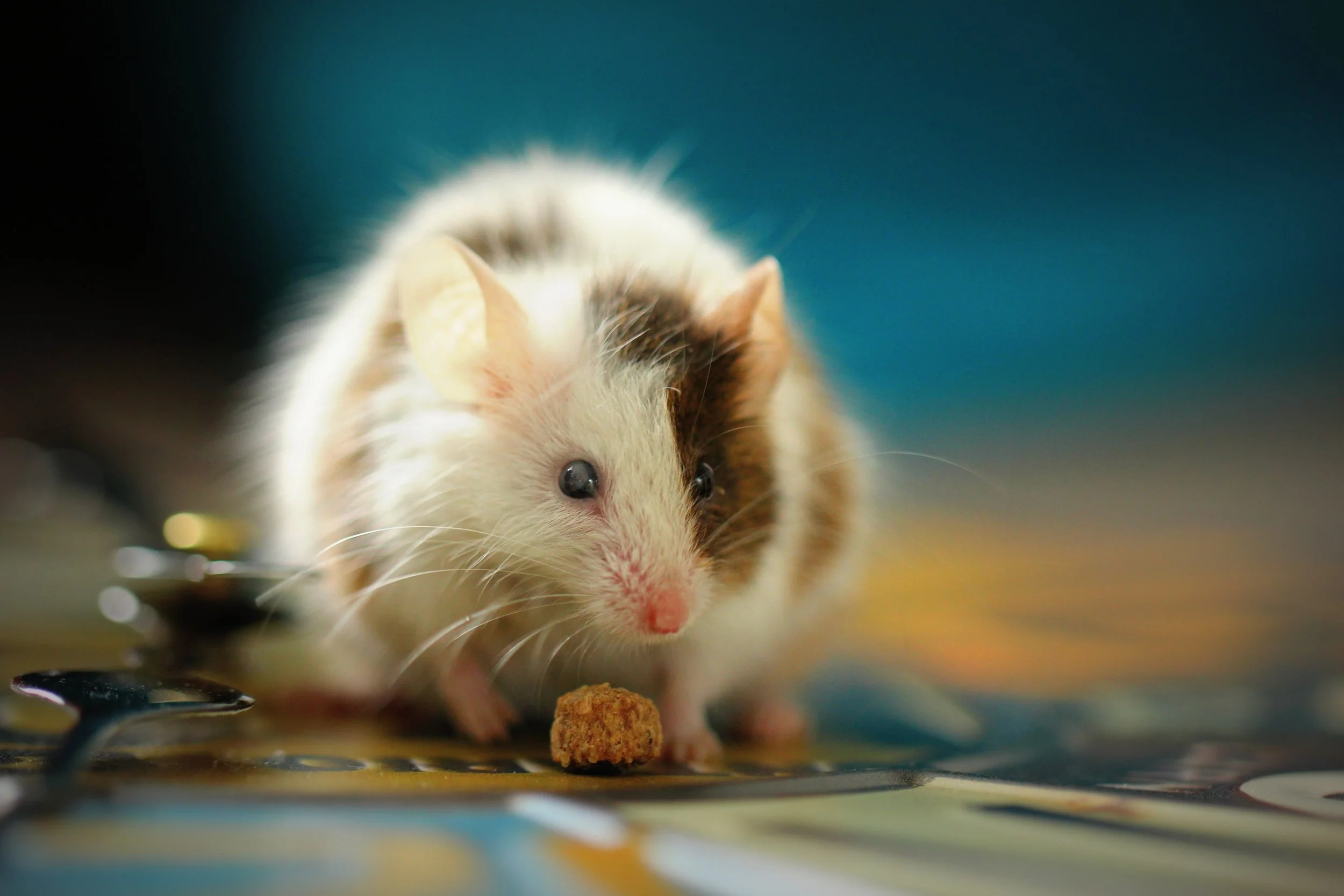 Why Business Owners Should Prioritize Ongoing Pest Control