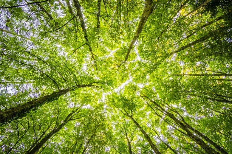 The Dangers of Forest Degradation: Why It's Imperative to Take Action