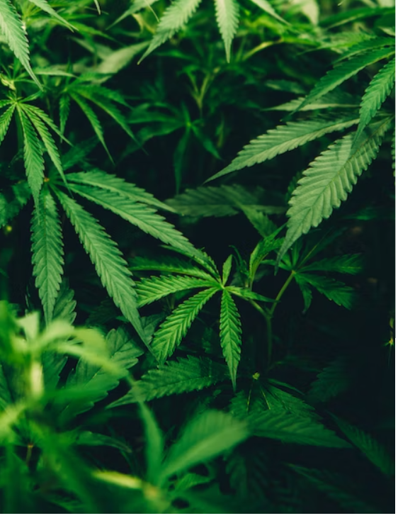 A Short History Of Cannabis