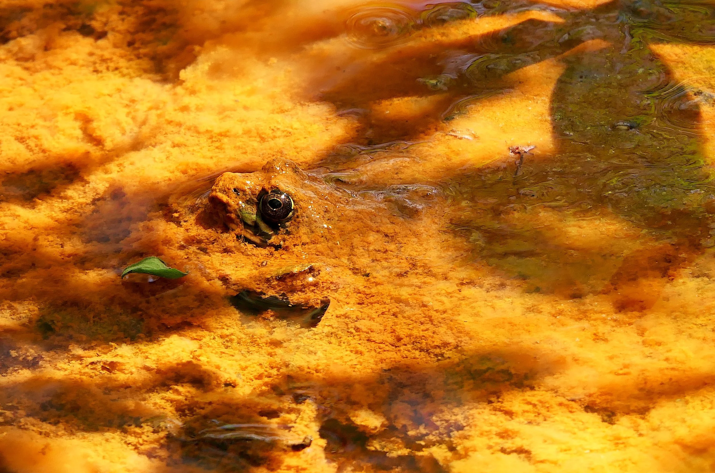 What Is Golden Algae?