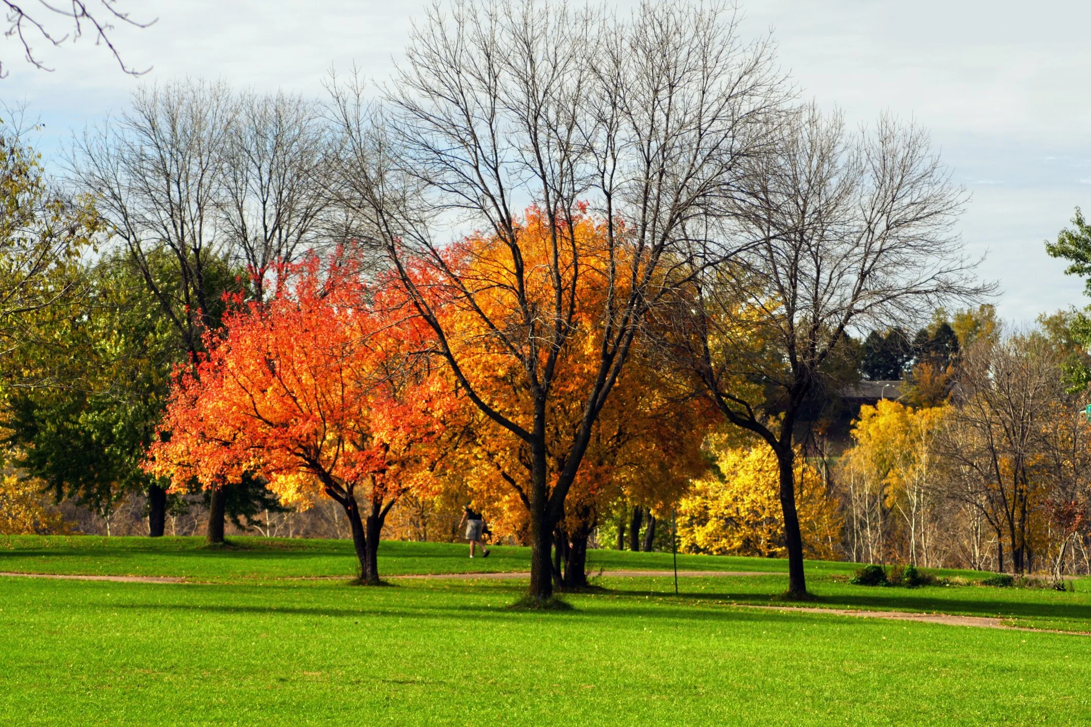 Essential Tips for Caring and Maintaining Trees in Your Local Environment