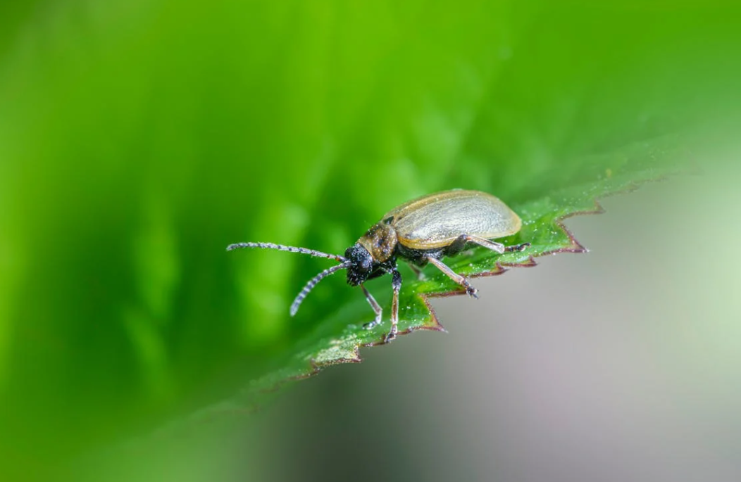 Dealing with Pests in Your Backyard