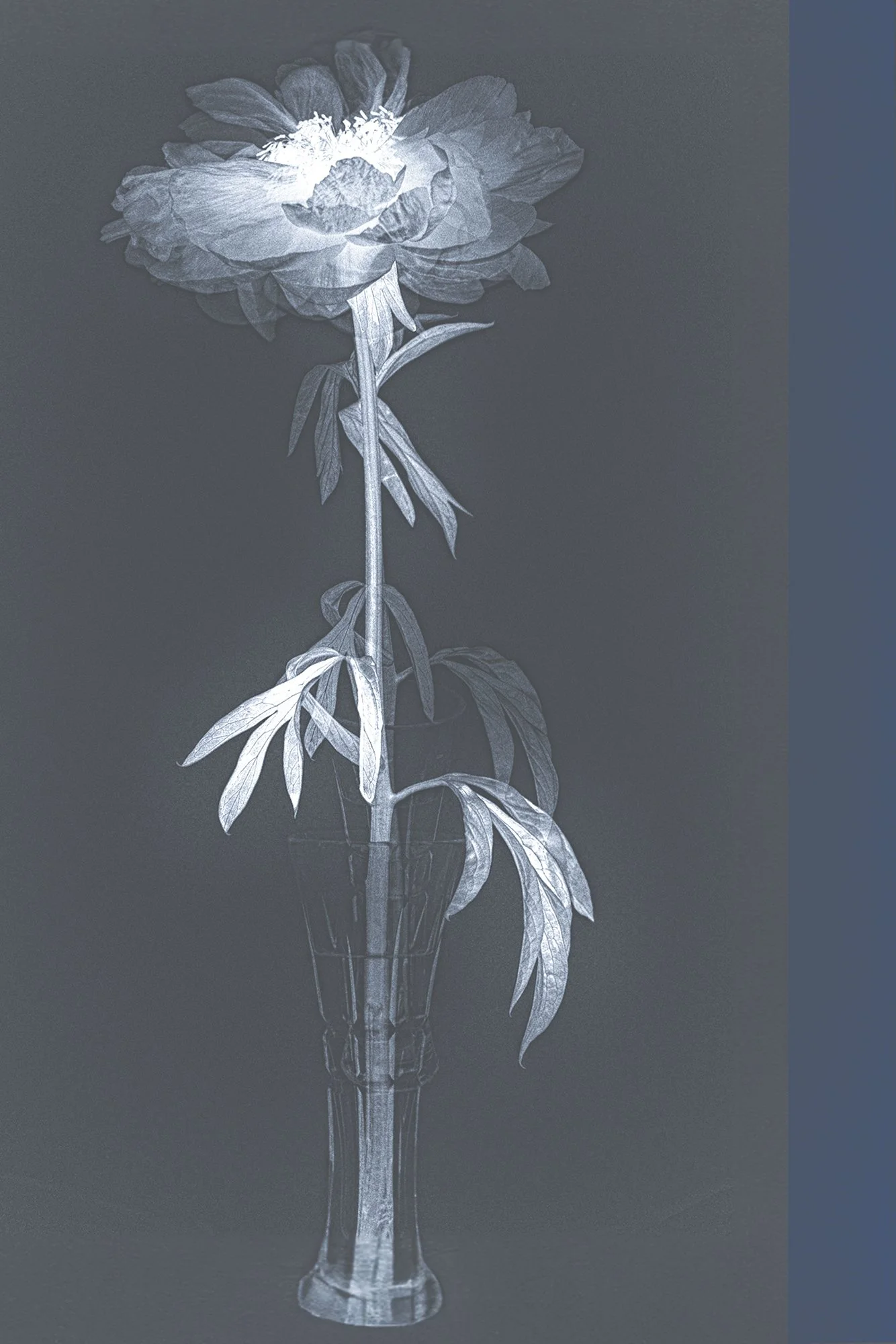 02_Blue Flower.jpg