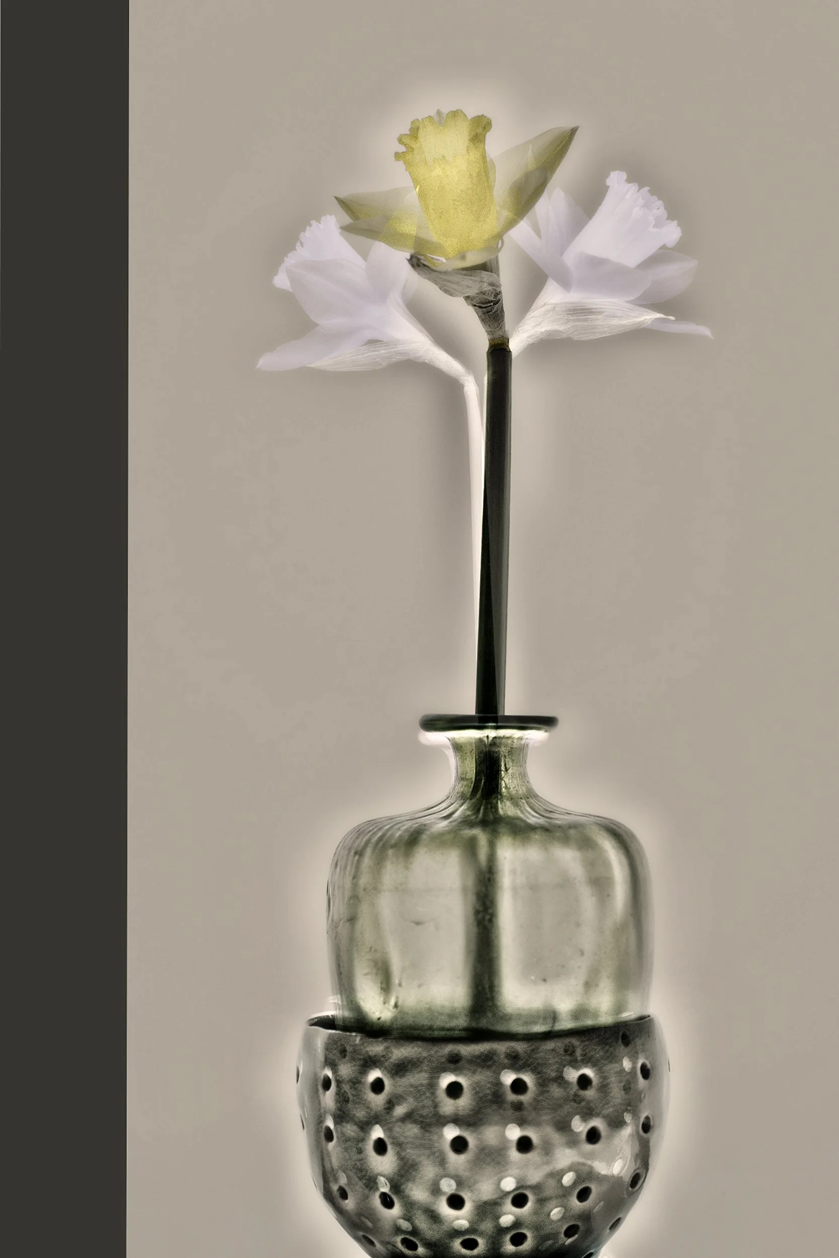 08_Yellow Daffodil.jpg