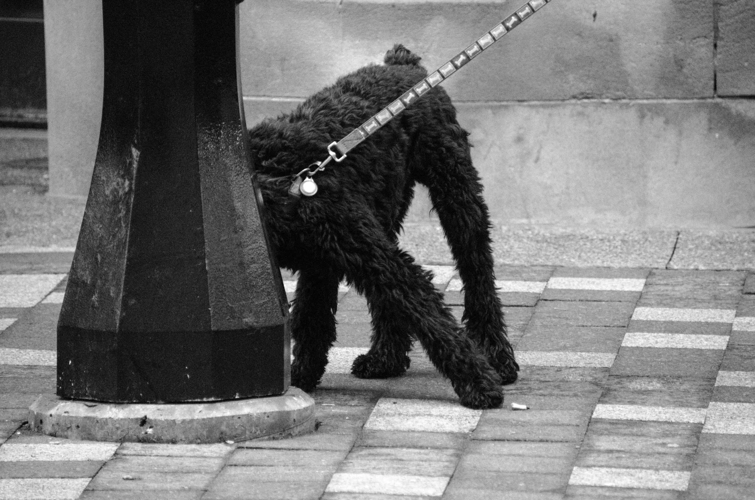 Dogs-2.jpg