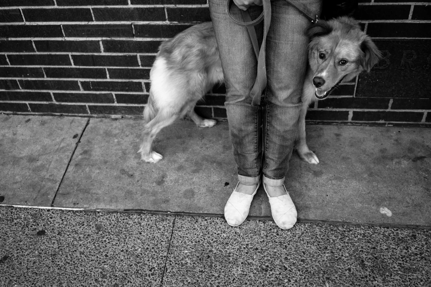 Dogs-6.jpg