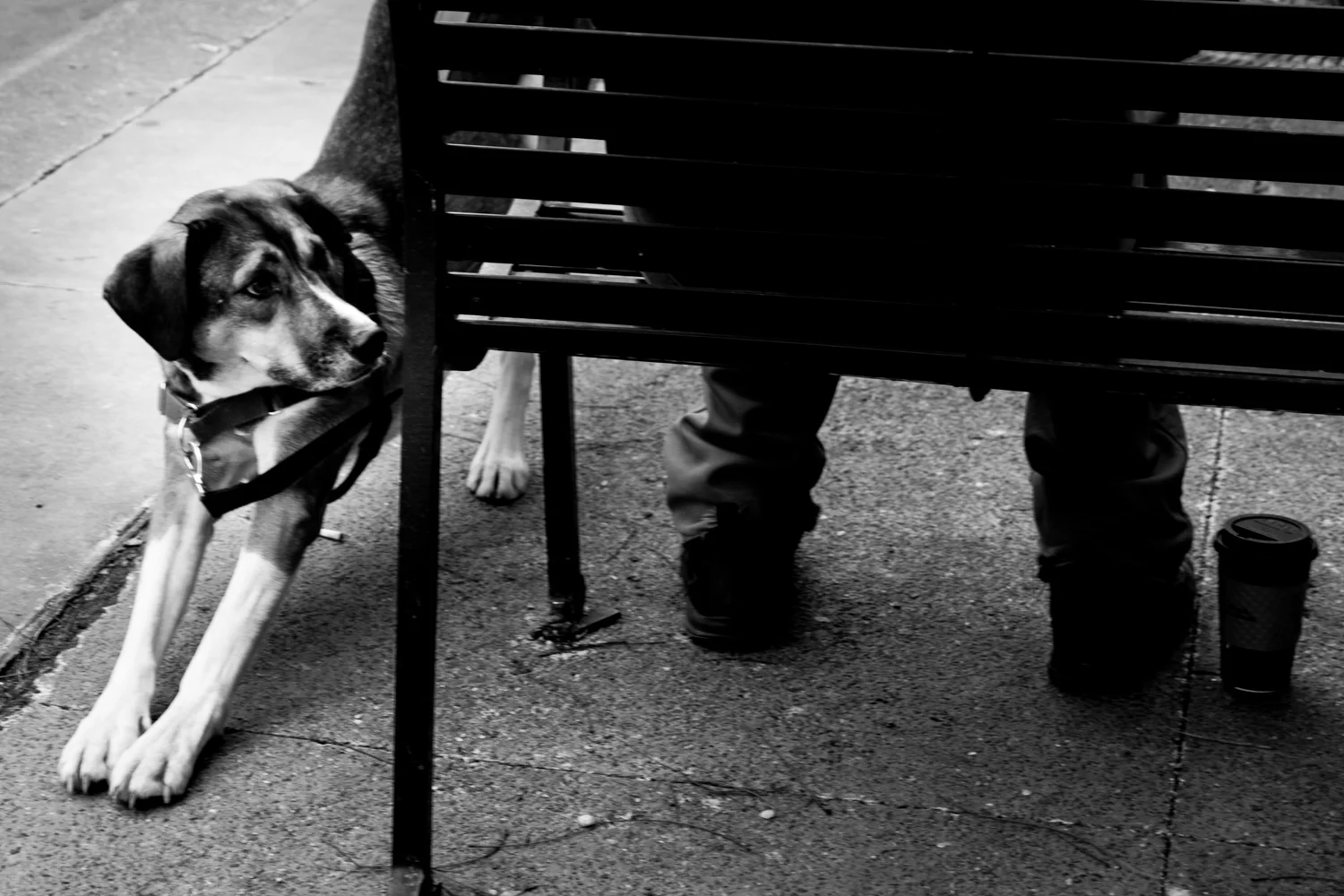 Dogs-9.jpg