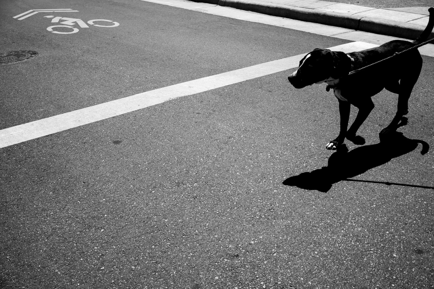 Dogs-10.jpg