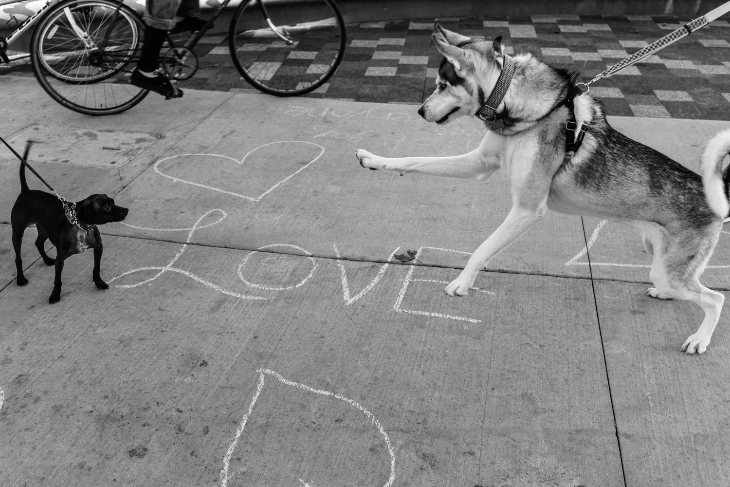Dogs-11.jpg