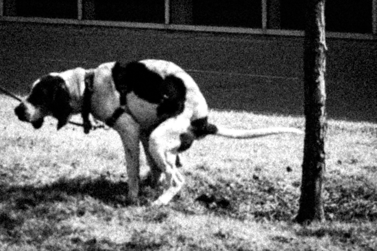 Web Dogs-2.jpg