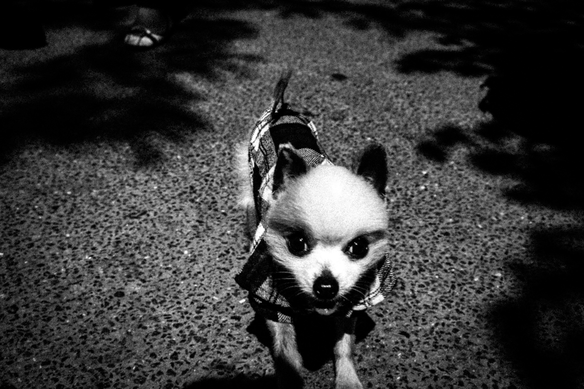 Web Dogs-4.jpg