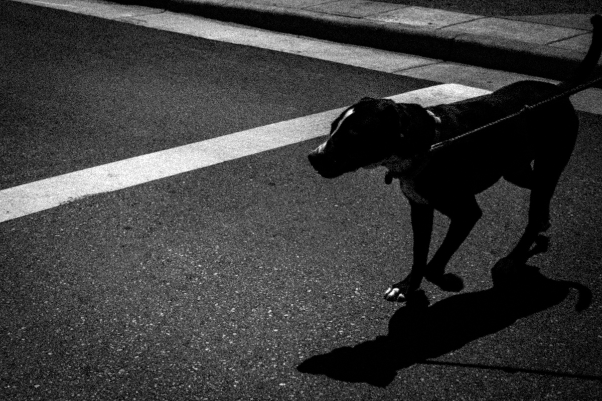 Web Dogs-5.jpg