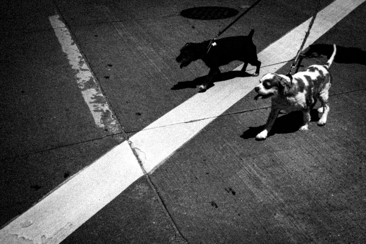 Web Dogs-6.jpg
