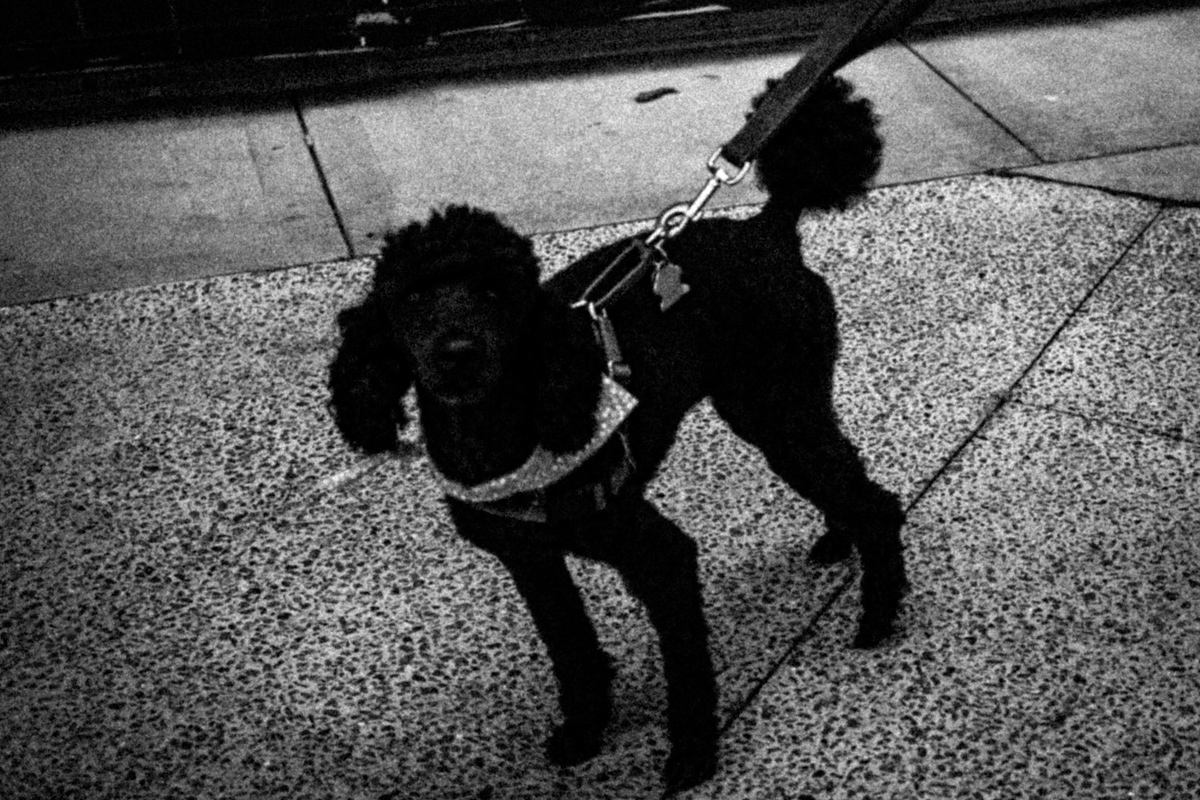 Web Dogs-11.jpg