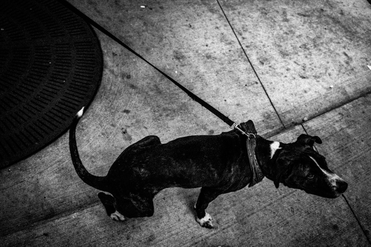Web Dogs-13.jpg