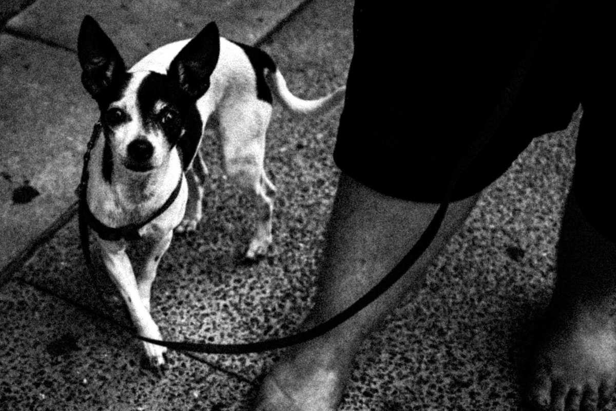 Web Dogs-14.jpg