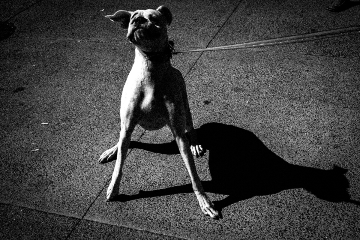 Web Dogs-19.jpg