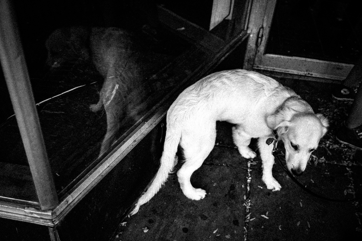 Web Dogs-22.jpg