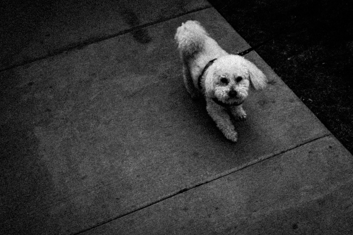Web Dogs-23.jpg