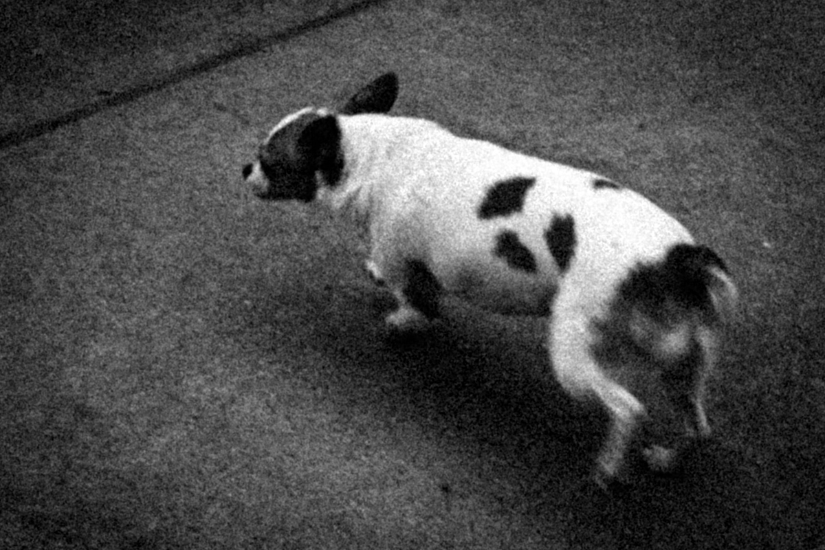 Web Dogs-25.jpg