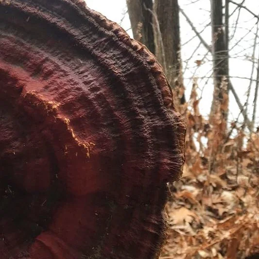 #🍄🍄 #dogwalkfind