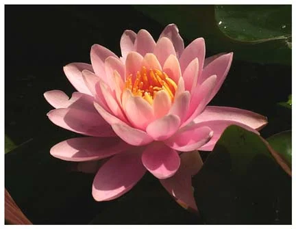 The photo of the water lily as seen on our signs, taken from my Mother's pond - Cathy Wantz -