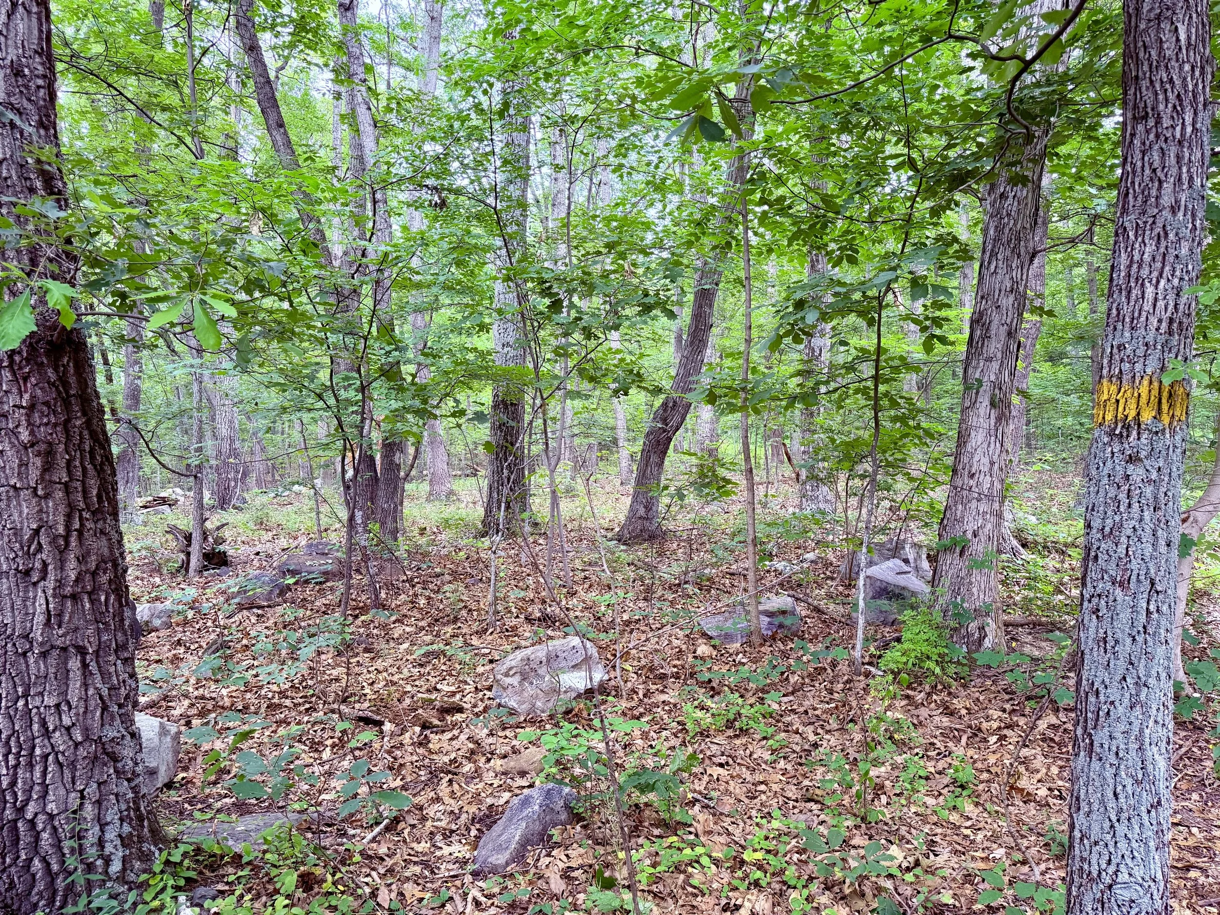 white oak lot.jpeg
