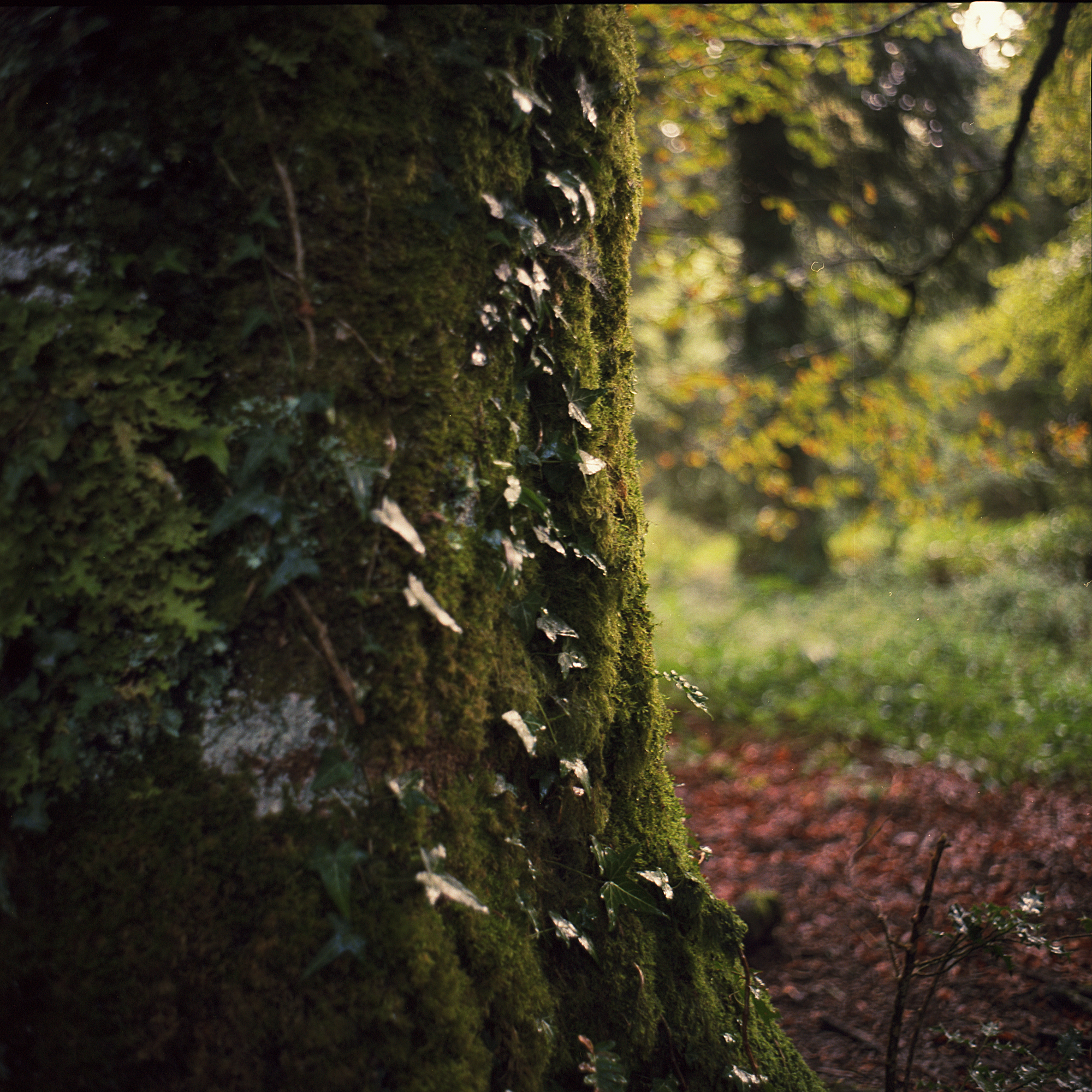 DETAIL moss.jpg