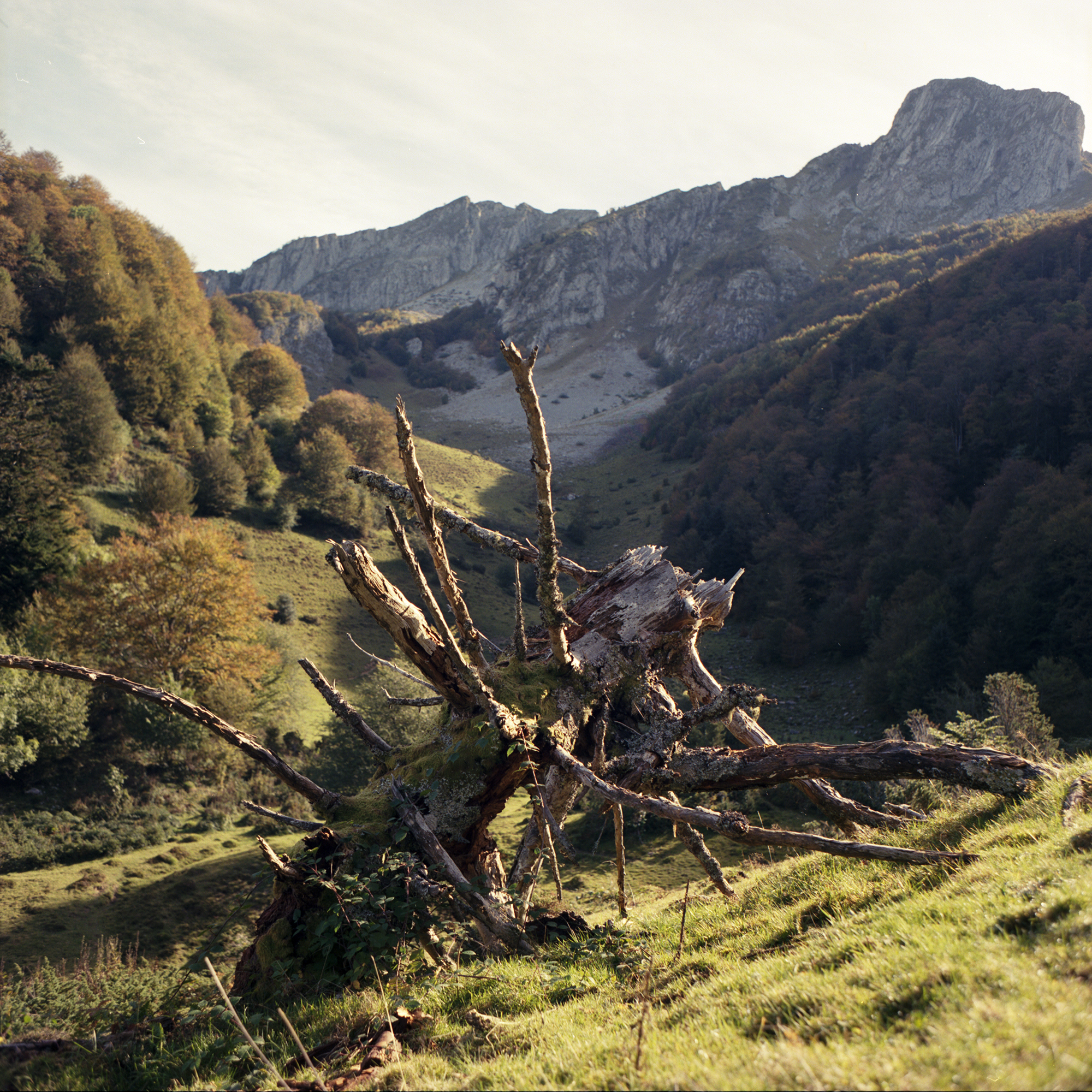 pyrenees wood.jpg