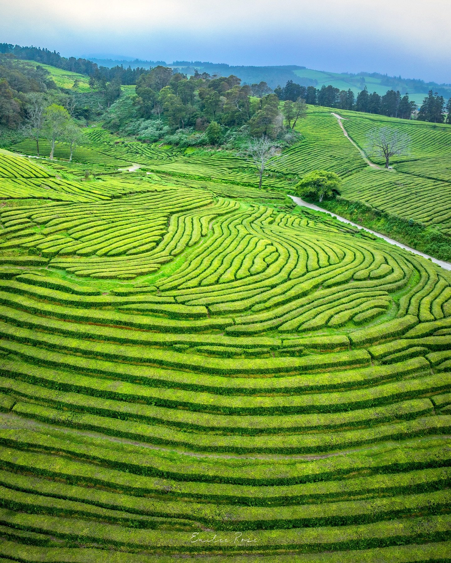 &ldquo;Tea Maze&rdquo; 🍵💚

We had small bits of sun during this shoot but mostly overcast, making the green hues look even sharper under the clouds. Taken at Cha Gorreana Tea Fields, The Azores, Portugal📍

Follow ➡️ @emileerosephoto for more 📸

V