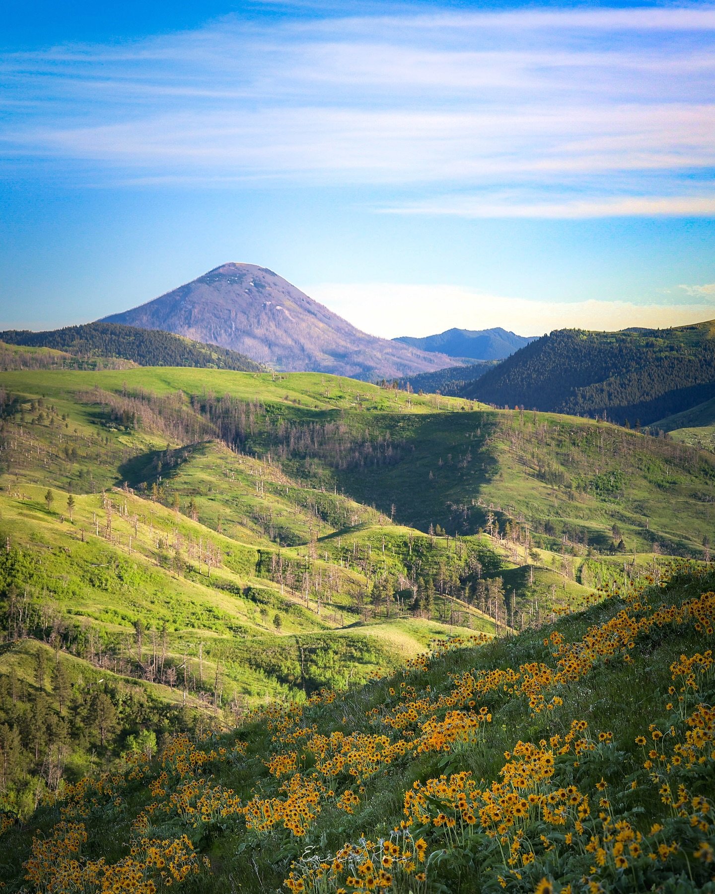 &ldquo;Balsam Beauty&rdquo; 🌻⛰️

One of the best landscape additives to see each year 🙂&zwj;&harr;️ Taken on Mt. Otis in the Bear Paws, Montana📍swipe to see each view 👀👉

Follow ➡️ @emileerosephoto for more 📸

Visit www.emileerose.com or the li