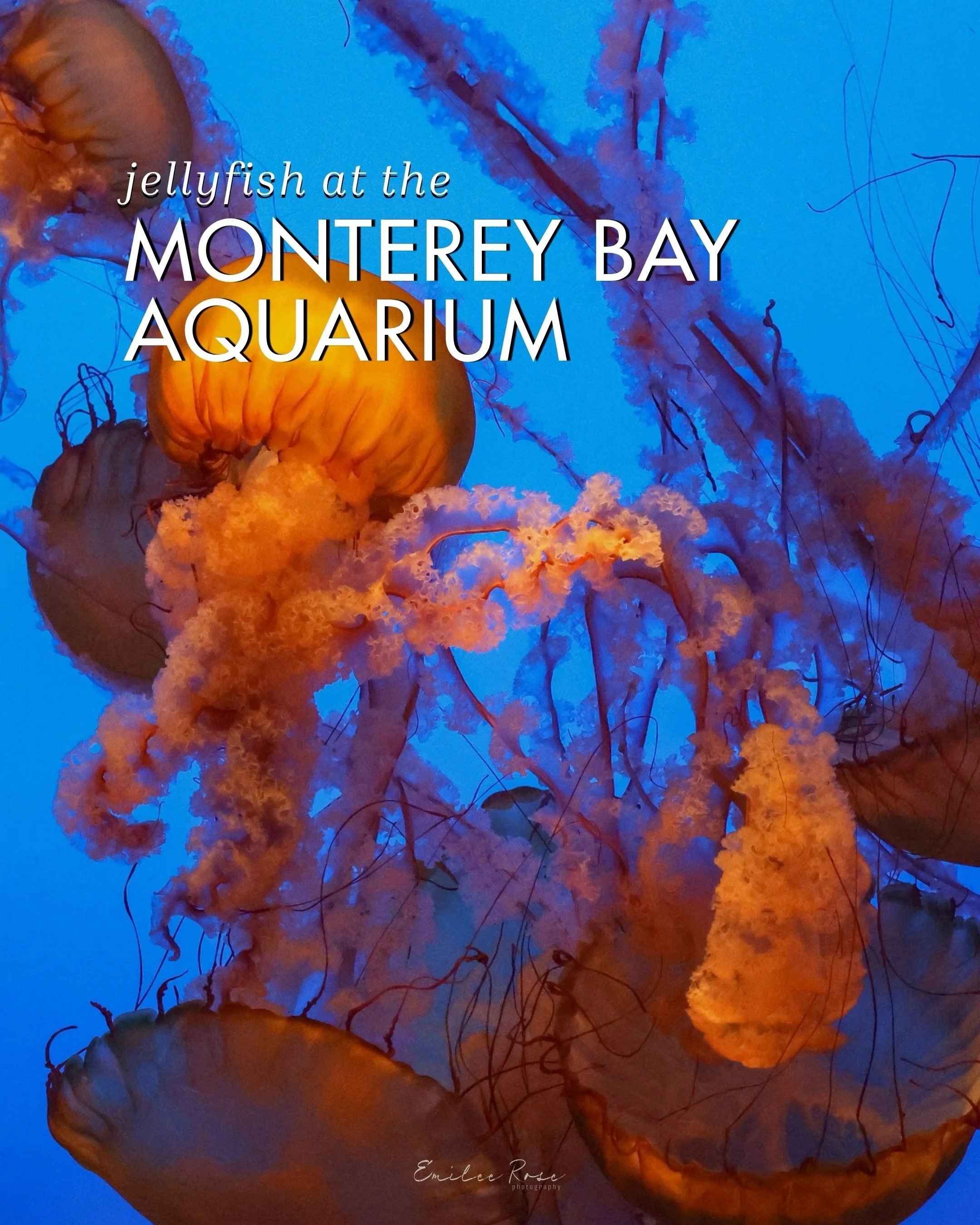 Jellyfish at the Monterey Bay Aquarium 🪼🌊

Part of my roadtrip out West recently included a stop at this phenomenal aquarium. I saw a bunch of other cool creatures that day, but jellyfish always get most of my attention. Enjoy ☺️

Follow @emileeros