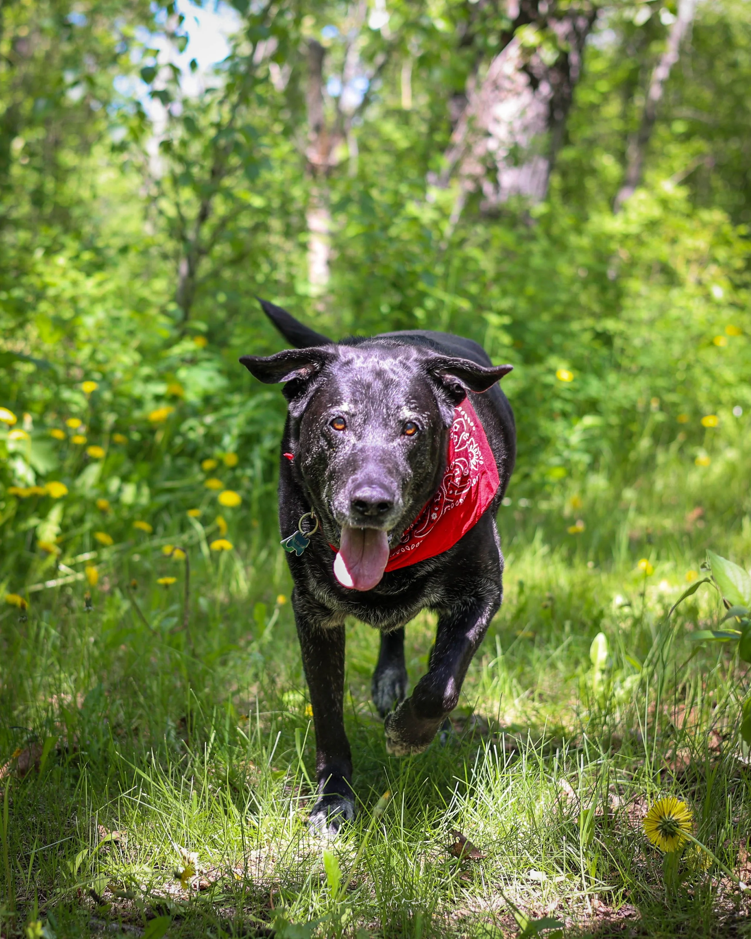 A black dog running in a green, wooded area wearing a red bandana.