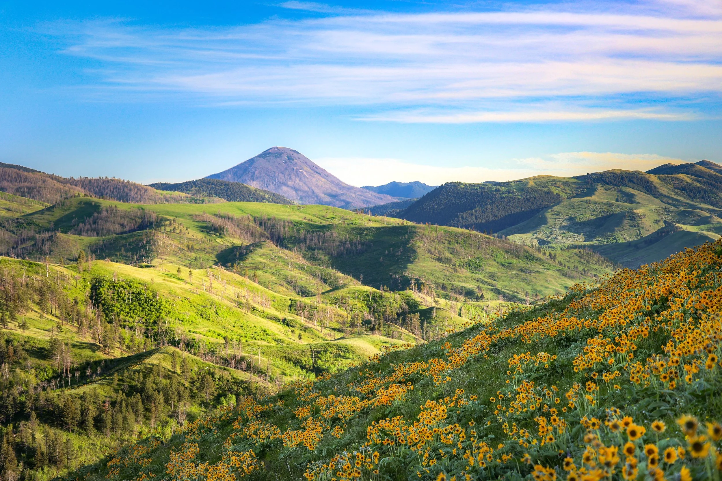 Scenic view of green rolling hills, mountains in the distance, and a partly cloudy blue sky. Sunflowers blooming in the foreground.