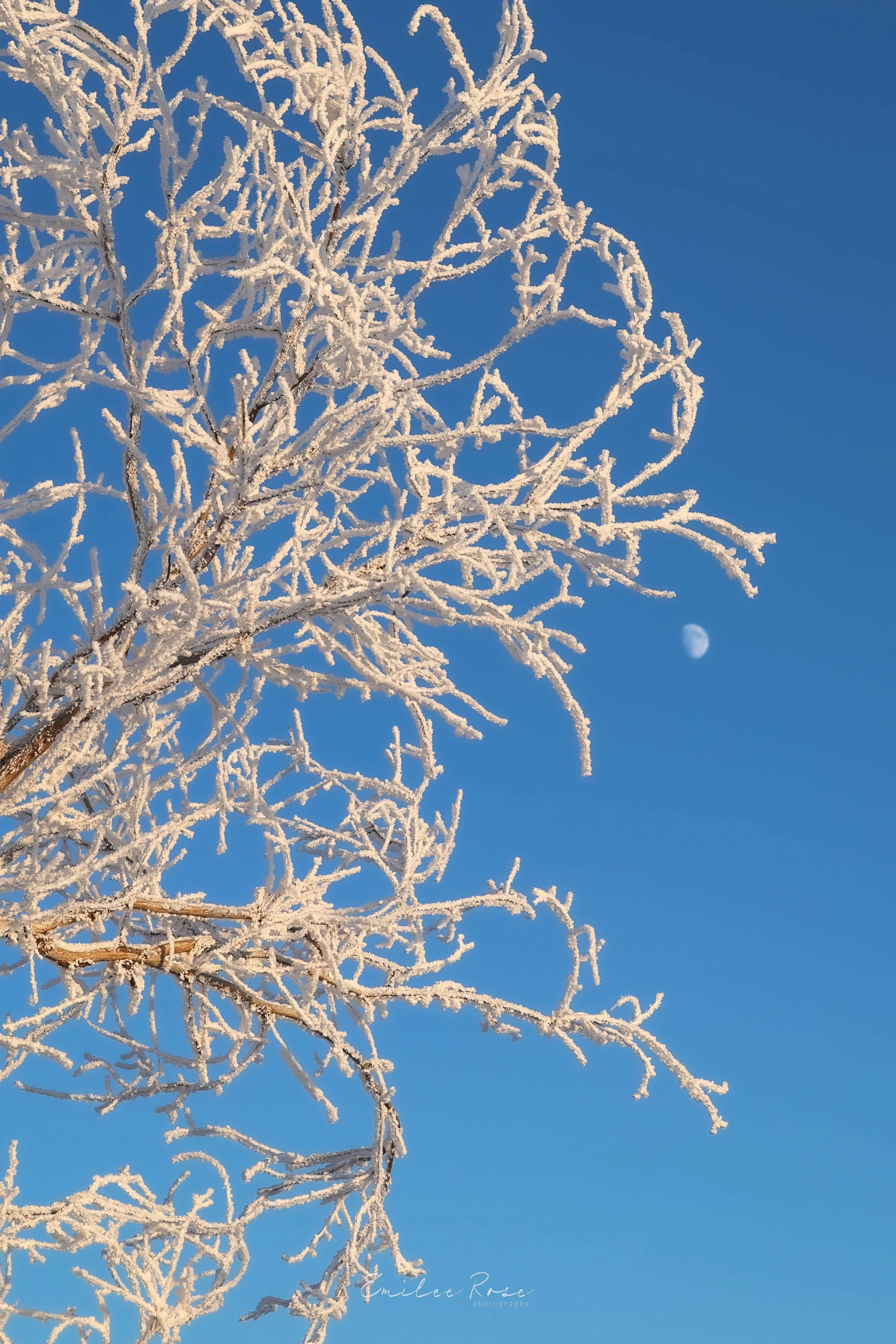 Frost.jpg