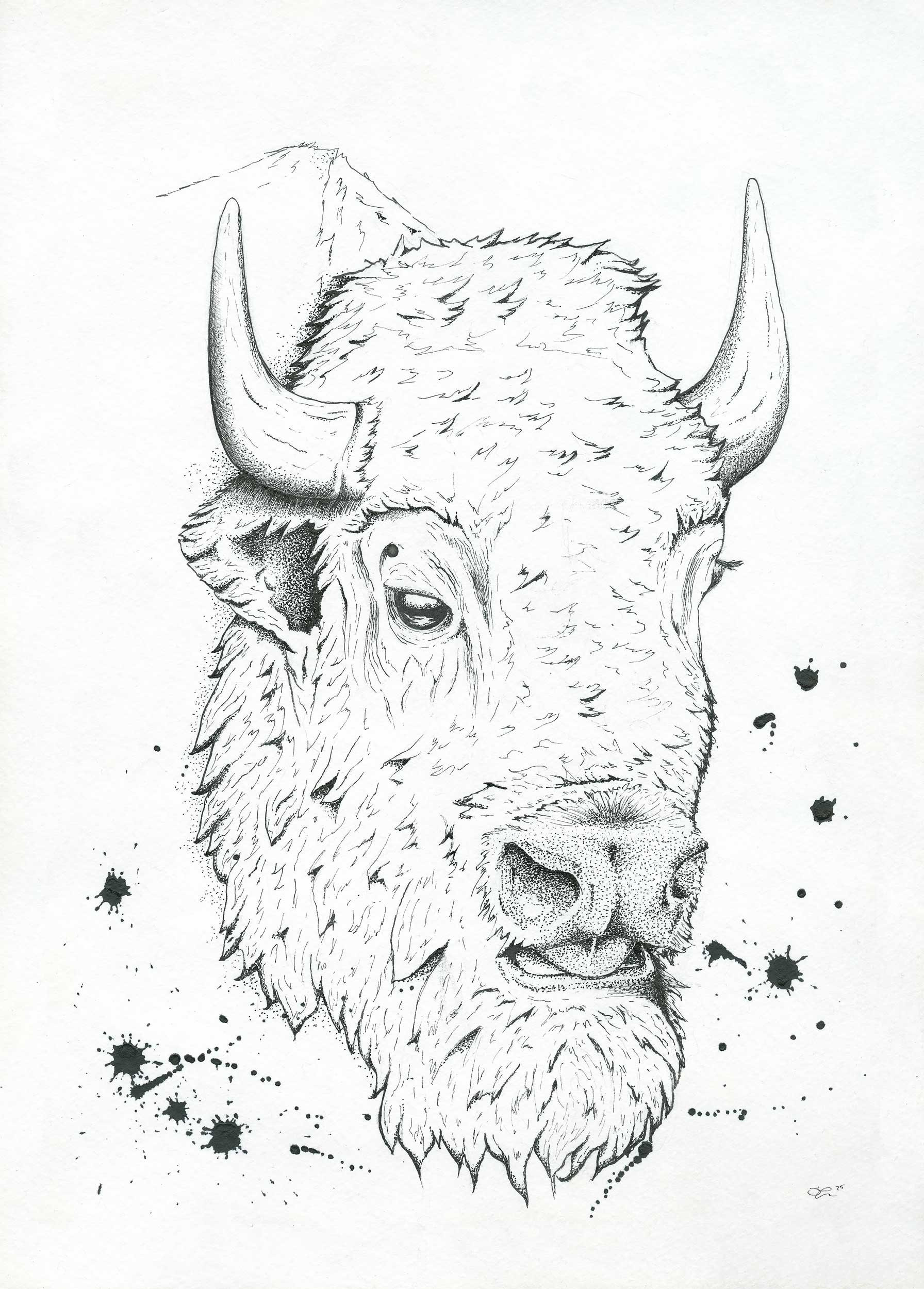 Bison