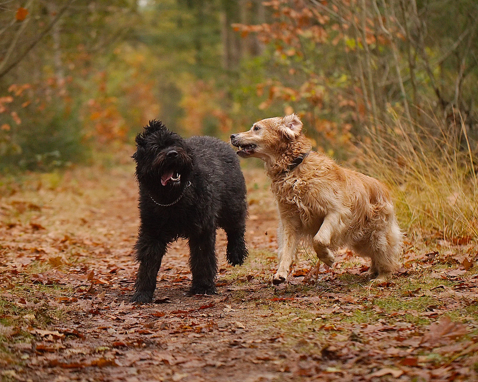 dogs-in-woods.jpg