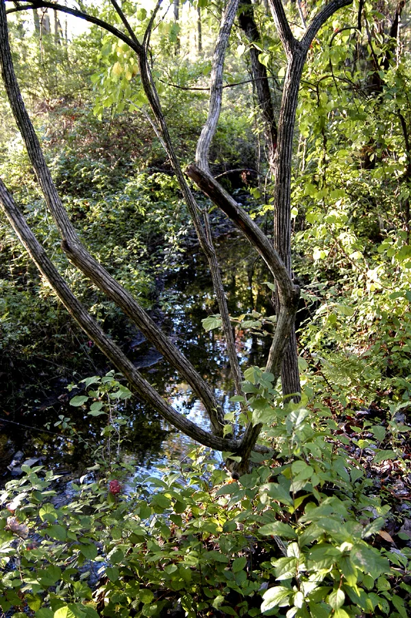 Babbling Brook