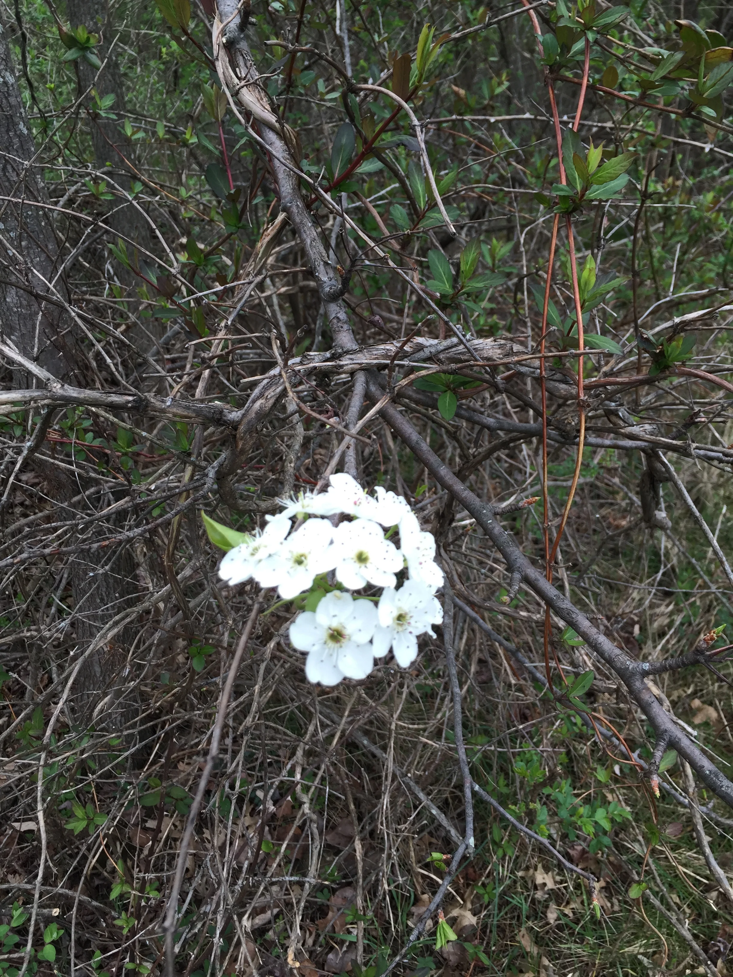 First Blooms of Spring