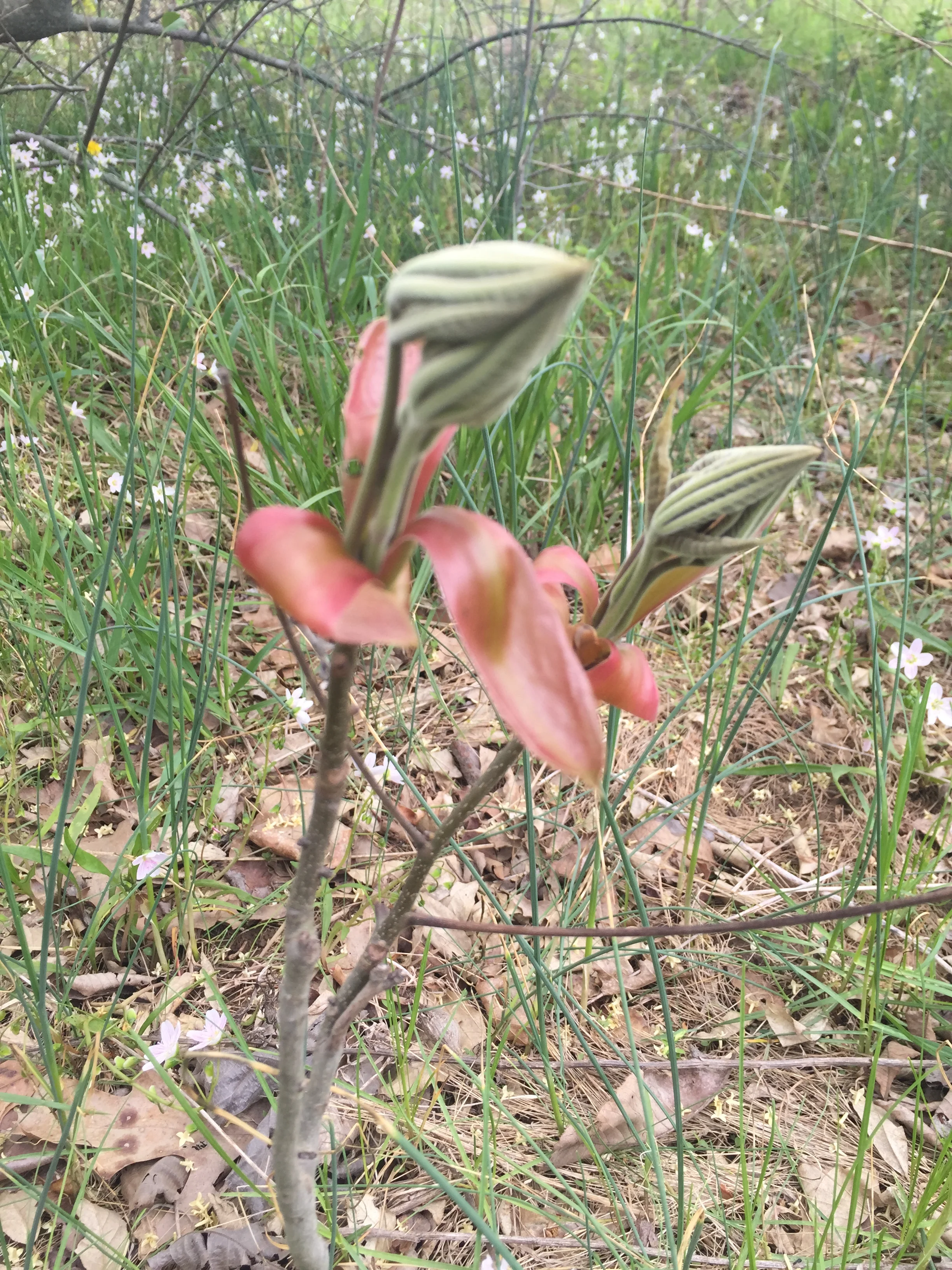 Little Shop of Horrors?