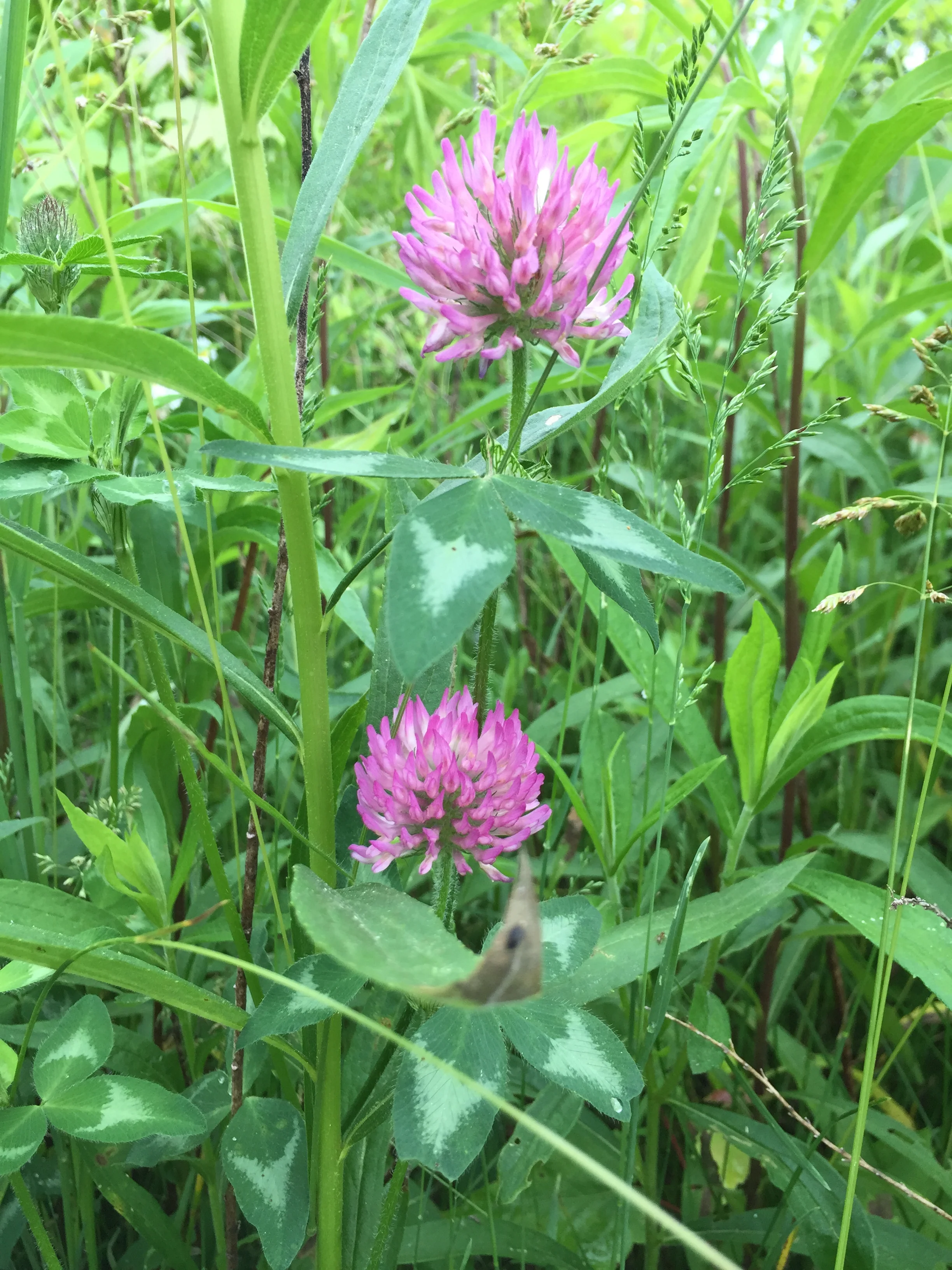 Crimson and Clover